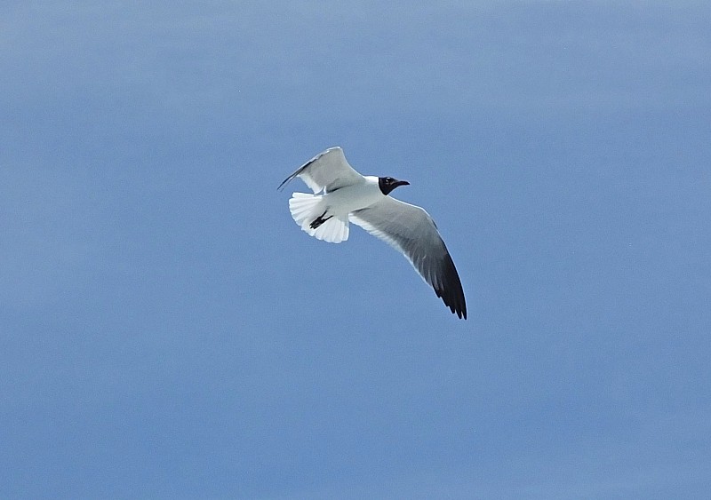 笑鸥(Leucophaeus atricilla)在飞行