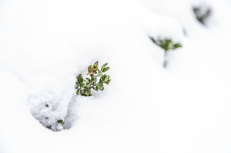 白底黄杨木下雪