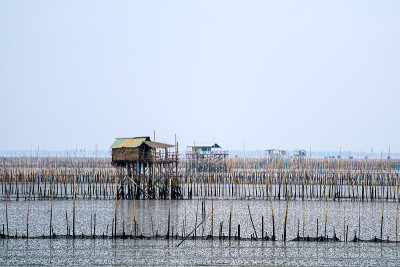 贻贝养殖场在红树林沿岸