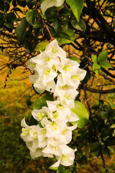 花园里的九重葛花