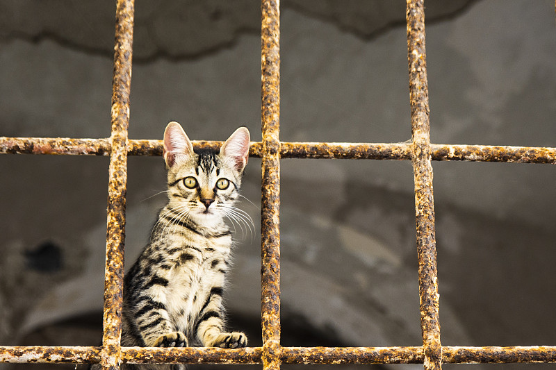 铁栅栏后面的小猫。只流浪猫