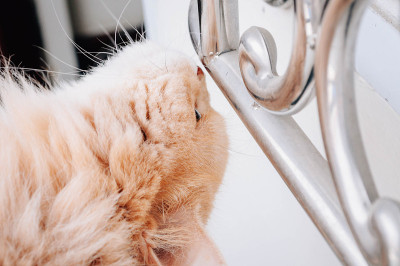 猫在闻什么，猫