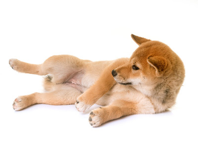 小狗柴犬
