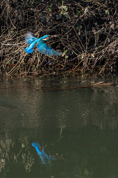 常见的雌性翠鸟(alcedo atthis)潜入水中捕鱼