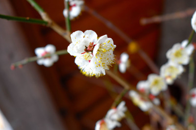 梅花，日本杏子
