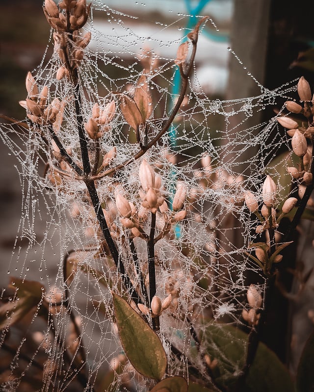 花园里的花上结了蜘蛛网