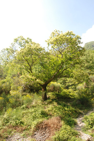 山地景观