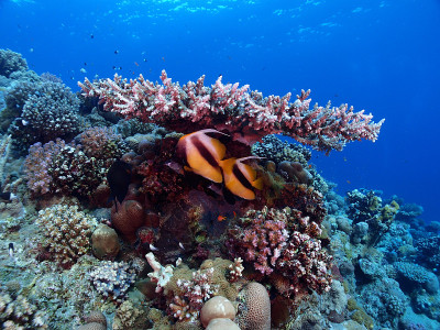 红海Bannerfish