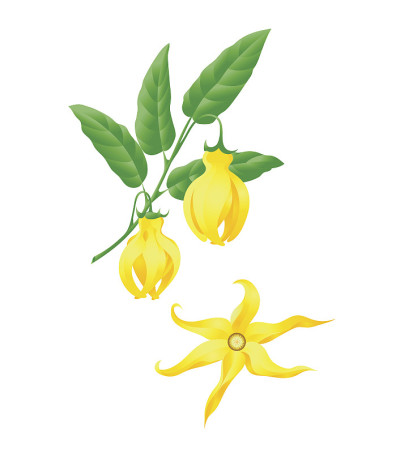 依兰依兰枝上有花