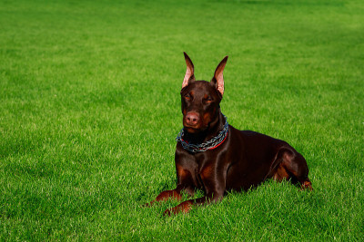 犬种杜宾犬