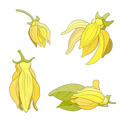 依兰花