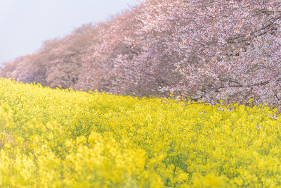 日本埼玉县熊谷的樱花和菜花