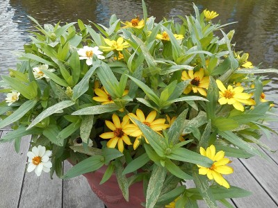 花