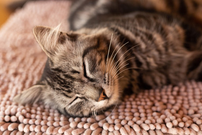 一只虎斑猫躺在地上。