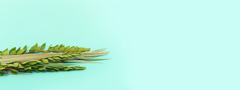 犹太住棚节。传统象征(四种中的三种):Etrog(香橼)，lulav(棕榈枝)，hadas(桃金娘)