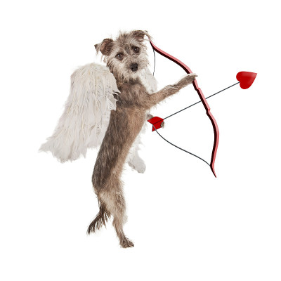 情人节，丘比特犬