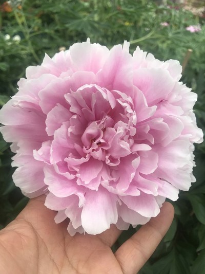新西兰花馆