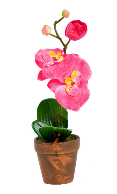 木壶兰花