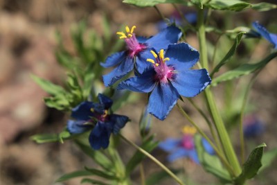 “蓝花”- Anagallis Monelli