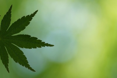 枫木