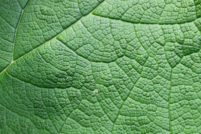 美丽的细节和颜色的叶子Gunnera manicata