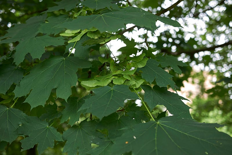 Acer platanoides