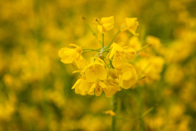 黄田油菜籽开花了