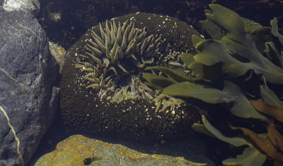 潮池海葵