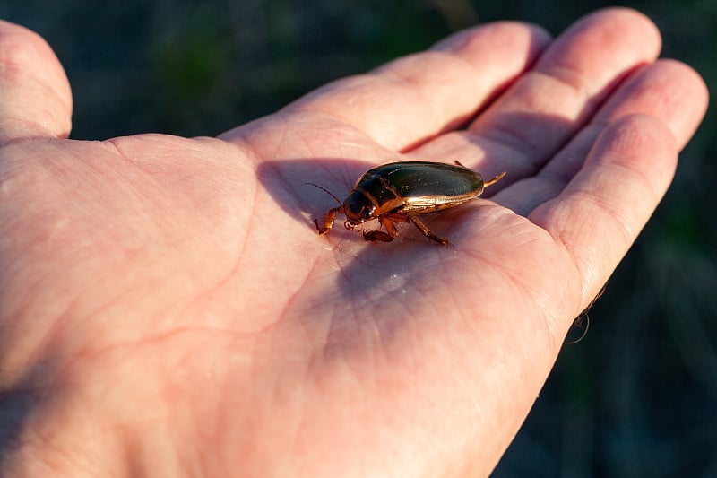 昆虫学中的一种掠食性潜水甲虫(Dytiscidae)，特写。一个人把一只活昆虫放在他的手掌里。