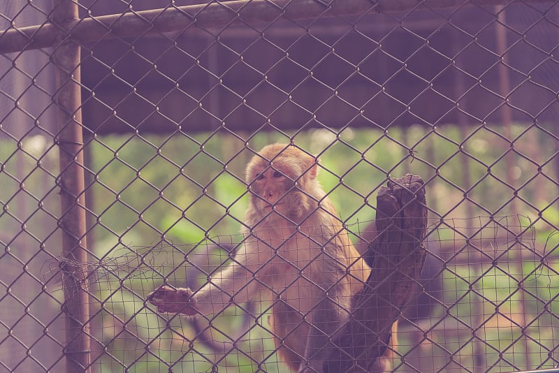 动物园里的猴子