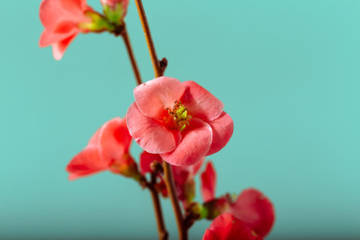 木瓜粳稻“Sargentii”。日本木瓜(日本木瓜)，开花灌木。花的背景。