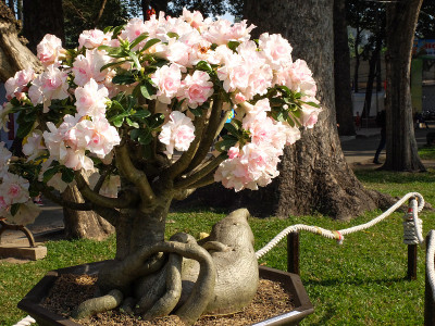 沙漠玫瑰;黑斑羚莉莉;模拟杜鹃花