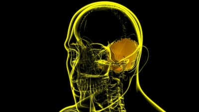 人体骨骼、头盖骨、枕骨解剖学的医学概念