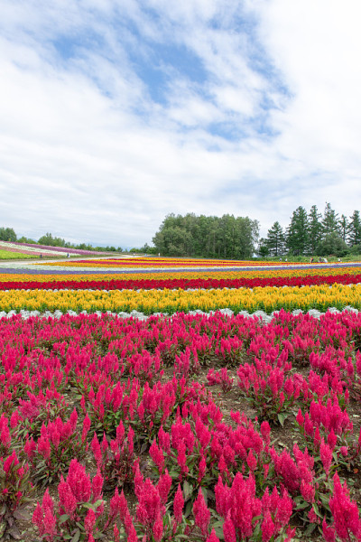 北海道风光旖旎，盛夏旖旎