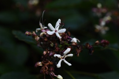 花和浆果。