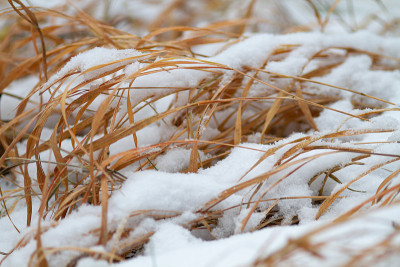 第一场雪