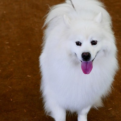 美国爱斯基摩犬