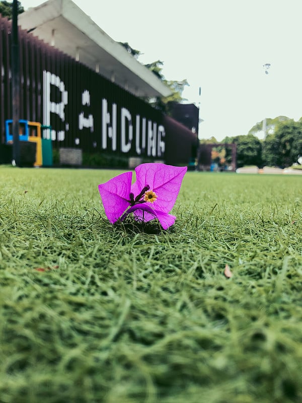 万隆城市广场的一个公园里盛开着粉红色的鲜花