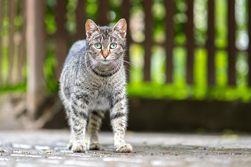可爱的灰色条纹猫站在户外夏天的街道上。