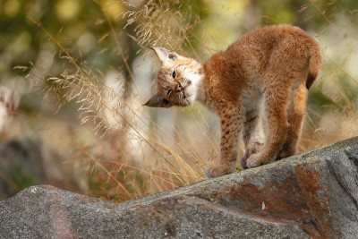 猞猁和幼崽