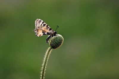 蝴蝶