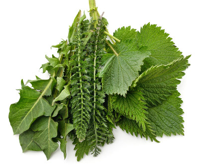 荨麻、蓍草和蒲公英。