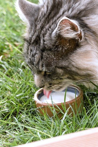 花园里有只缅因猫