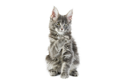缅因猫，孤独