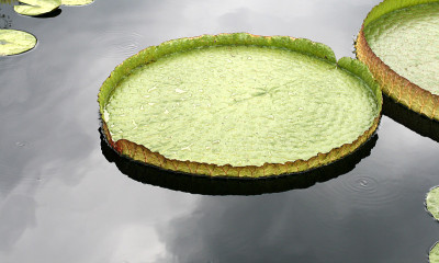 Water-platter