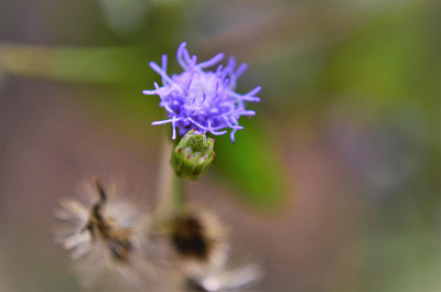 藿香的芽和花