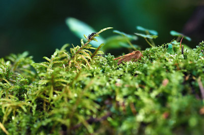青苔与昆虫