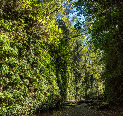 美丽的蕨类植物峡谷在加州西海岸，红杉国家公园
