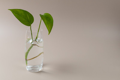 在一杯水里生根的金毛。