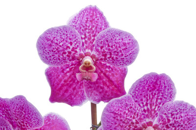 兰花花